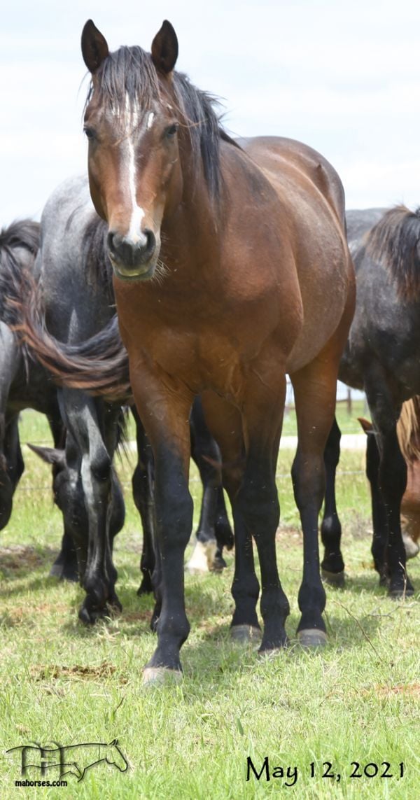 Smokin Sass's 2019 Bay Roan Stallion